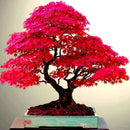Sementes Bonsai Premium