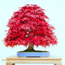 Sementes Bonsai Premium
