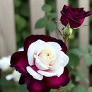 Sementes Bonsai Premium