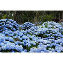 Sementes Bonsai Premium