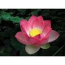 Sementes Bonsai Premium