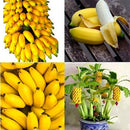 Sementes Bonsai Premium